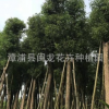 福建香樟厂家直销批发乔木绿植行道庭院园林绿化景观工程苗木供应