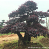 园林绿化树 中国红继木球及红继木造型树观赏树 基地直销批发