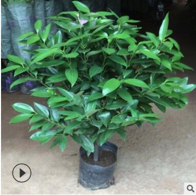 批发大型植物平安树 幸福树盆栽 平安树室内四季常青花卉观叶植物图3