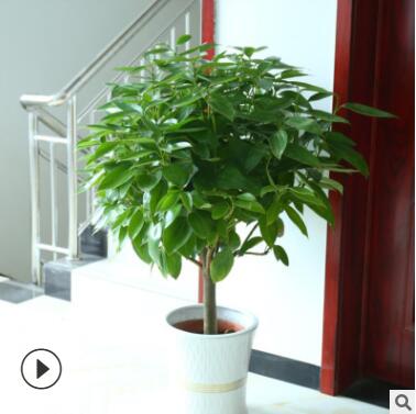 批发大型植物平安树 幸福树盆栽 平安树室内四季常青花卉观叶植物图2