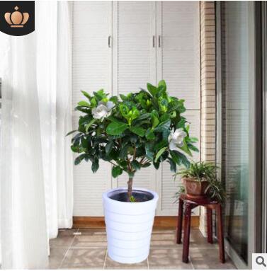 独杆大叶栀子花盆栽植物浓香型水培丛生栀子花室内四季开花大树苗图3