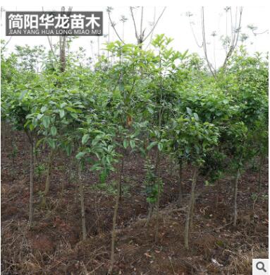 基地出售供应海棠苗 量大价低基地直销 规格齐全高成活海棠苗图2