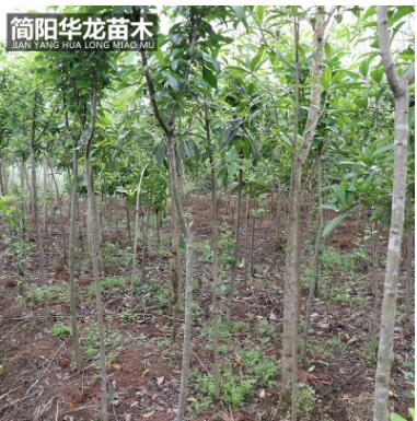 基地出售供应海棠苗 量大价低基地直销 规格齐全高成活海棠苗图3