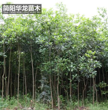 工程绿化树木桂花苗 量大价低基地直销 规格齐全高成活桂花苗批发