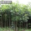 工程绿化树木桂花苗 量大价低基地直销 规格齐全高成活桂花苗批发