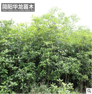 工程绿化树木桂花苗 量大价低基地直销 规格齐全高成活桂花苗批发图3