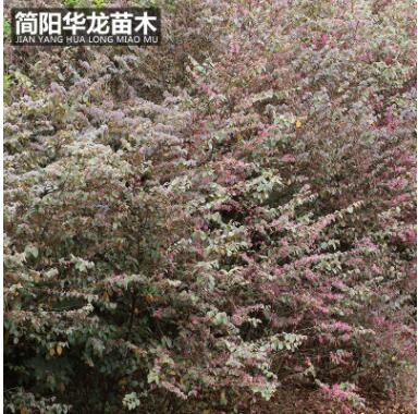 供应优质红花继木苗木 城市绿化工程苗木红继木量大出售批发图3