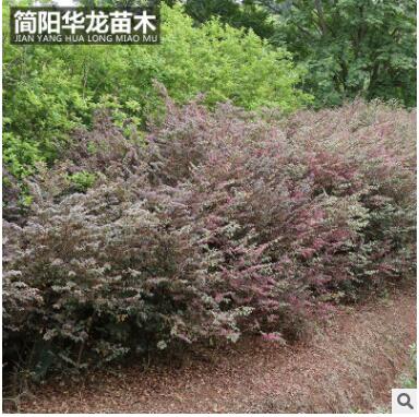 供应优质红花继木苗木 城市绿化工程苗木红继木量大出售批发图2