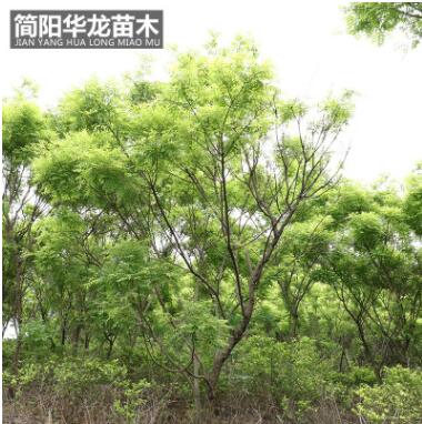 简阳苗圃供应黄金槐 园林绿化树木 行道街道树木高成活黄金槐批发图3