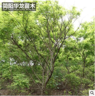 简阳苗圃供应黄金槐 园林绿化树木 行道街道树木高成活黄金槐批发图2