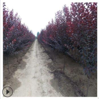 供应园林行道绿化风景树质优价廉红叶李