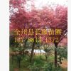 广西精品红枫树 美国红枫树 日本红枫树 风景树园林植物