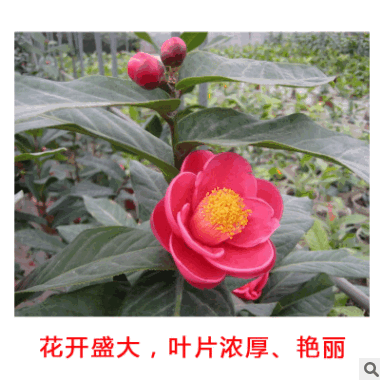 越南四季海棠 大叶越南抱茎茶花 鲍茎茶树苗四季开花基地批发嫁接