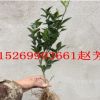 基地批发橘子树苗 嫁接金桔苗 大小规格齐全可盆栽地栽当年结果