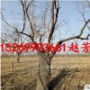 基地批发20-25-30公分大枣树 绿化占地大枣树 赔偿价格高当年结果