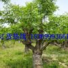 山东基地批发占地枣树规格齐全20-25-30公分枣树价格合理货源充足