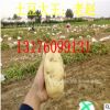 2017年土豆价格 大量批发荷兰 鲁引土豆 1 2 3 4 5 6 7 8两起步