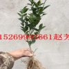 批发盆栽地栽果树苗金桔苗砂糖蜜橘嫁接桔子苗当年结果南北方种植
