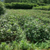 基地批发 桂花大树苗 桂花小苗 桂花树苗 50 70公分桂花苗 举报