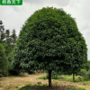 桂花树 批发 八月桂花树 精品金桂花树 四季金桂 桂花树