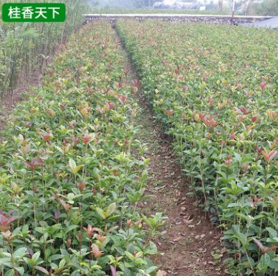 基地供应 四季桂花树小苗 丛生四季桂花树 桂花树树苗