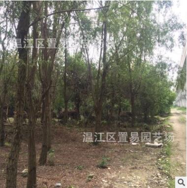 成都树苗绿化乔木黄金柳垂柳树苗低价批发行道树风景树绿植庭院图3