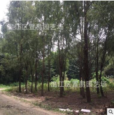 成都树苗绿化乔木黄金柳垂柳树苗低价批发行道树风景树绿植庭院图2