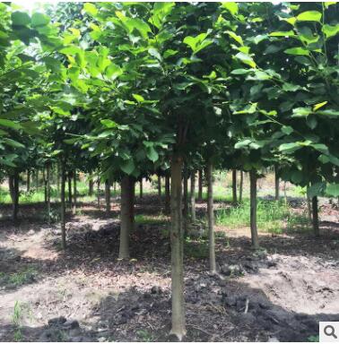 白玉兰树苗批发行道风景树 园林绿化苗木白玉兰苗 庭院观赏图3