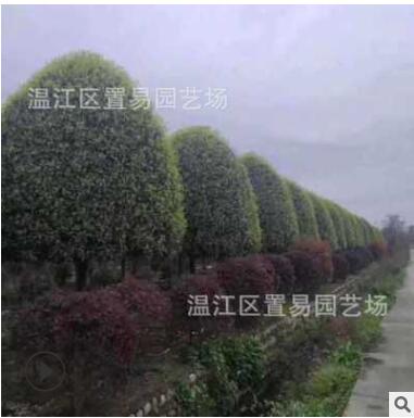 成都产地批发精品桂花树 金桂四季桂八月桂 树苗园林绿化工程图3
