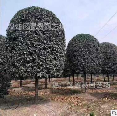 成都产地批发精品桂花树 金桂四季桂八月桂 树苗园林绿化工程图2