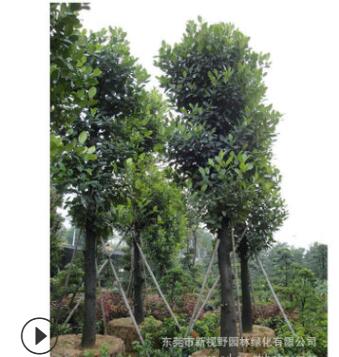 批发胸径25公分大树菠萝树苗 园林植物景观绿化树木 庭荫树图3