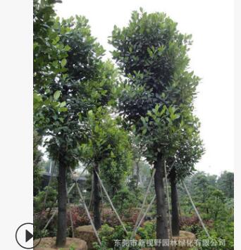 批发胸径25公分大树菠萝树苗 园林植物景观绿化树木 庭荫树图2