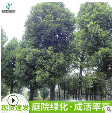 批发胸径25公分大树菠萝树苗 园林植物景观绿化树木 庭荫树图1