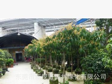 供应5公分芒果树 果树种植园林绿化工程图2