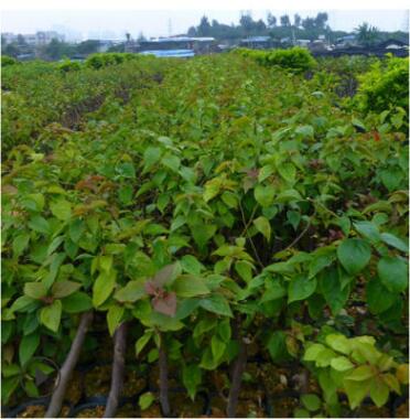 供应5公分芒果树 果树种植园林绿化工程图1