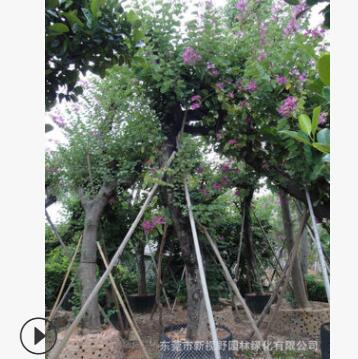 供应25-30公分红花紫荆树庭院绿化