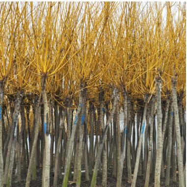 批发黄金槐 规格齐全易成活矮接黄金槐 行道风景绿化苗图3