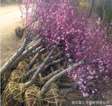 榆叶梅树苗 各种规格榆叶梅苗 苗木基地直销图2