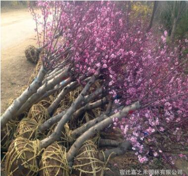 榆叶梅树苗 各种规格榆叶梅苗 苗木基地直销图3