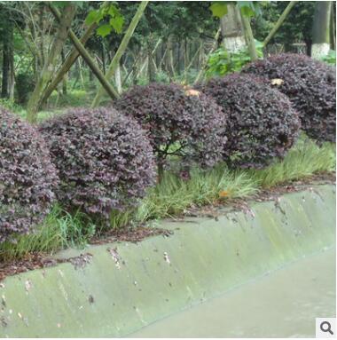 基地批发红花继木特价供应 红花檵木盆景 绿化红花檵木苗量大从优图2