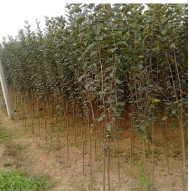 海棠花海棠树桩海棠盆景木瓜海棠苗当年结果 海棠果图2