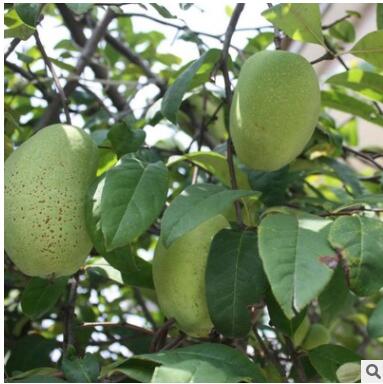 海棠花海棠树桩海棠盆景木瓜海棠苗当年结果 海棠果图3