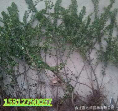 基地平枝栒子苗批发 绿化苗木平枝栒子苗批发 平枝荀子图2