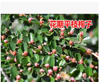 基地平枝栒子苗批发 绿化苗木平枝栒子苗批发 平枝荀子图3
