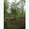 长期供应 垂柳 柳树小苗 工程苗木园林绿化灌木