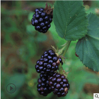 果树苗木基地批发 智利黑树莓苗 嫁接之保健水果树 盆栽圆形果实