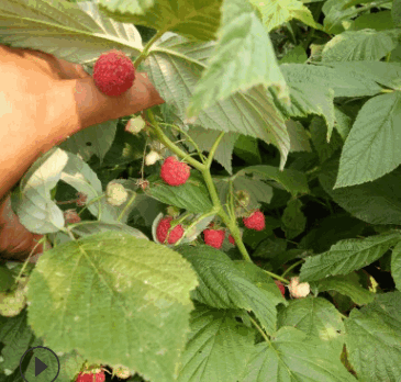 红树莓苗丰产稳丰成活率高红树莓苗可南北方种植全国热销红树莓苗