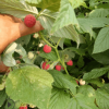 红树莓苗丰产稳丰成活率高红树莓苗可南北方种植全国热销红树莓苗