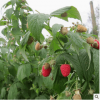 波尔卡红树莓组培苗
