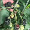 优惠价批发销售黑树莓苗 易成活挂果率高高产红树莓苗